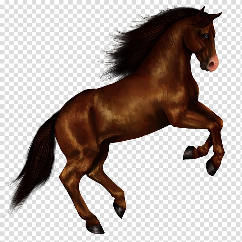 transparent horse png