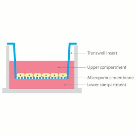 transwell