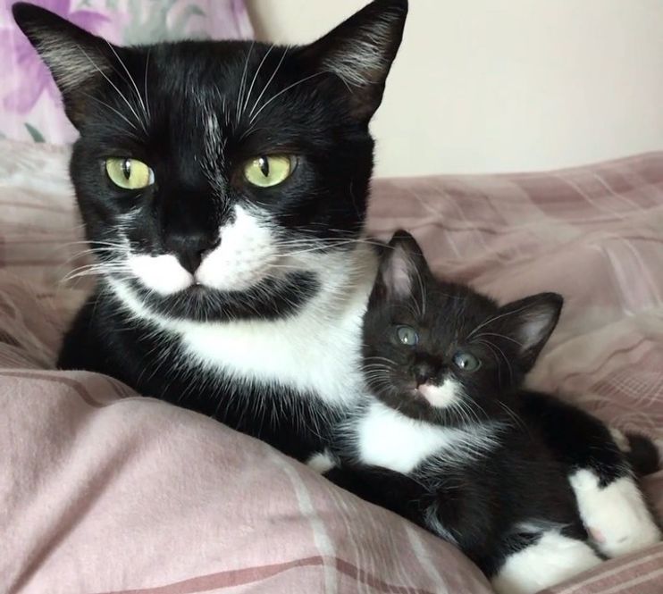 tuxedo cat kitten