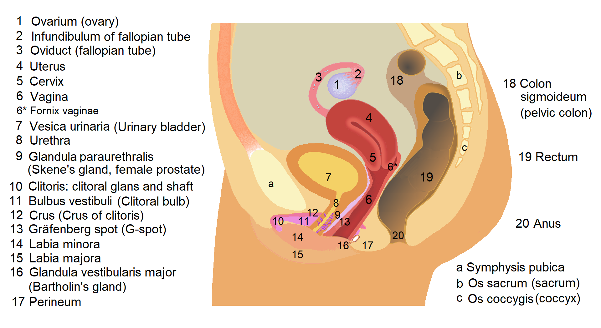 urethral penetration