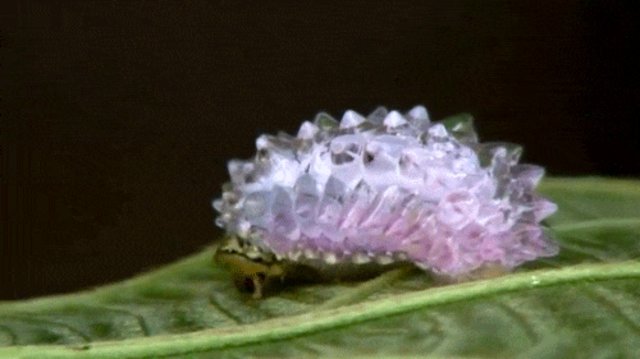 venezuelan poodle moth caterpillar