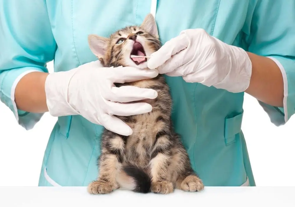 veterinarian bloomington il