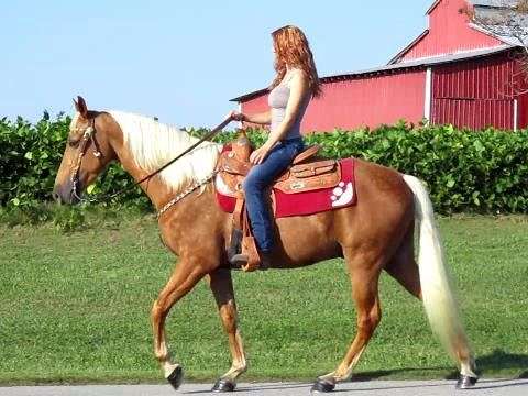 walking horses for sale in ky