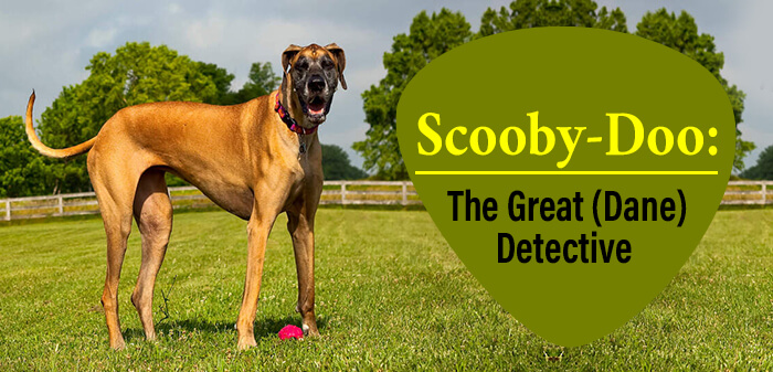 what breed was scooby doo