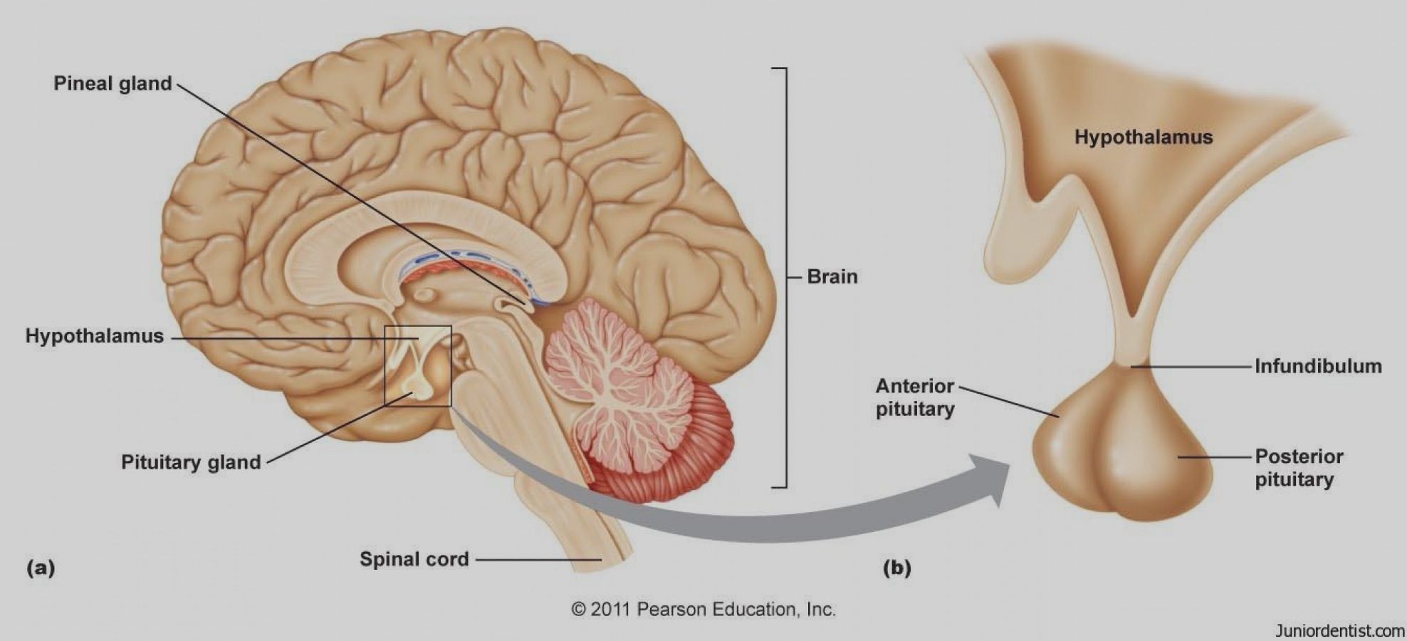 what is infundibulum in the brain