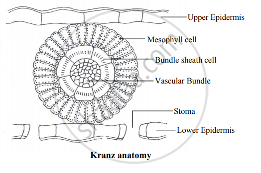 what is kranz anatomy class 11