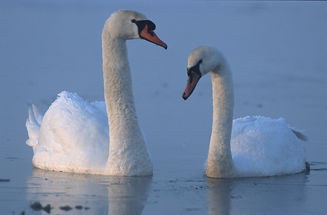 what is male swan called