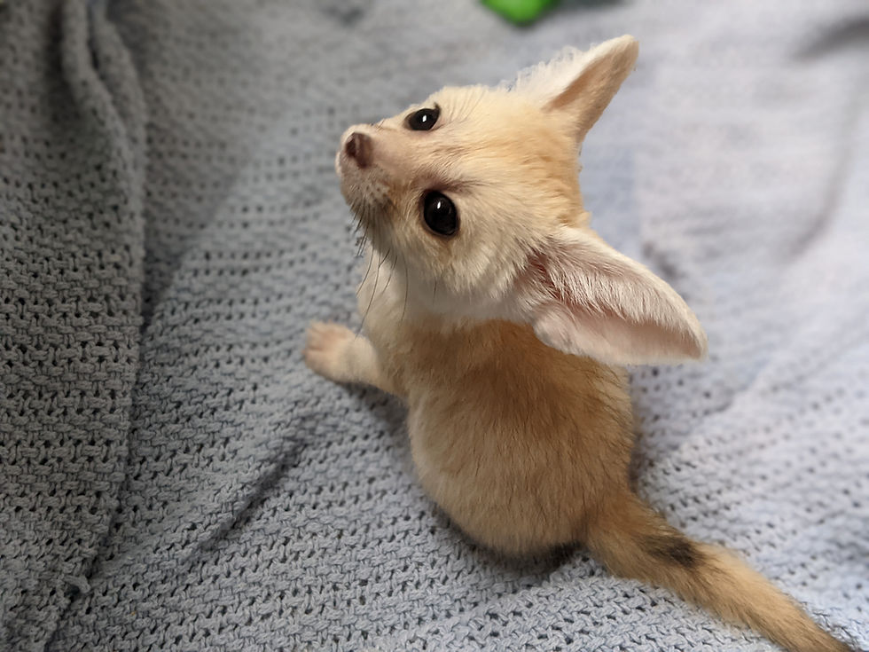 where to buy a fennec