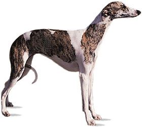 whippet dog pics