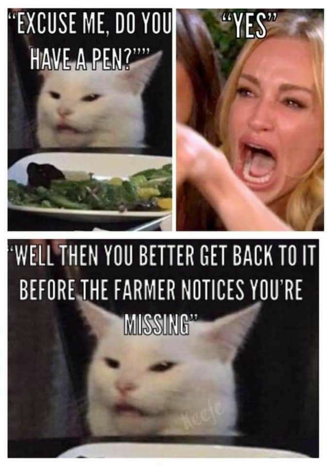 white cat memes