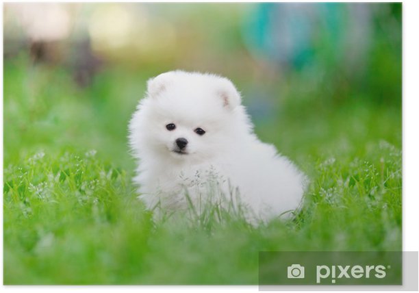 white pomeranian