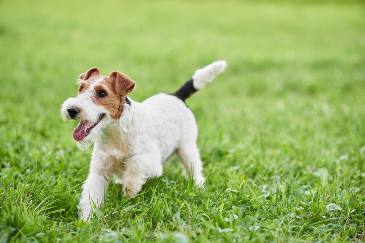 wire fox terrier looking for new home