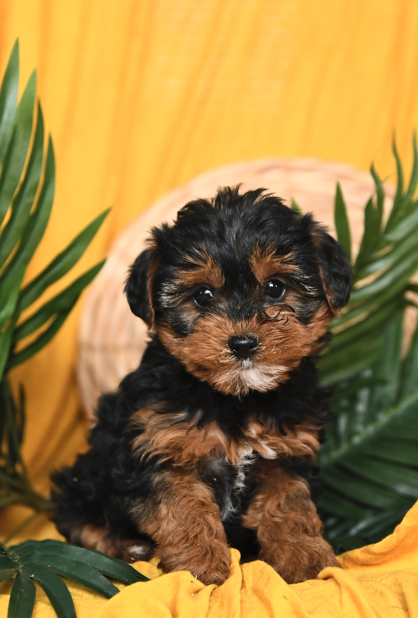 yorkie poo puppies for sale near me