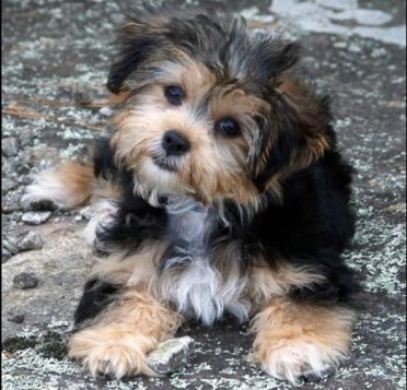 yorkshire shih tzu