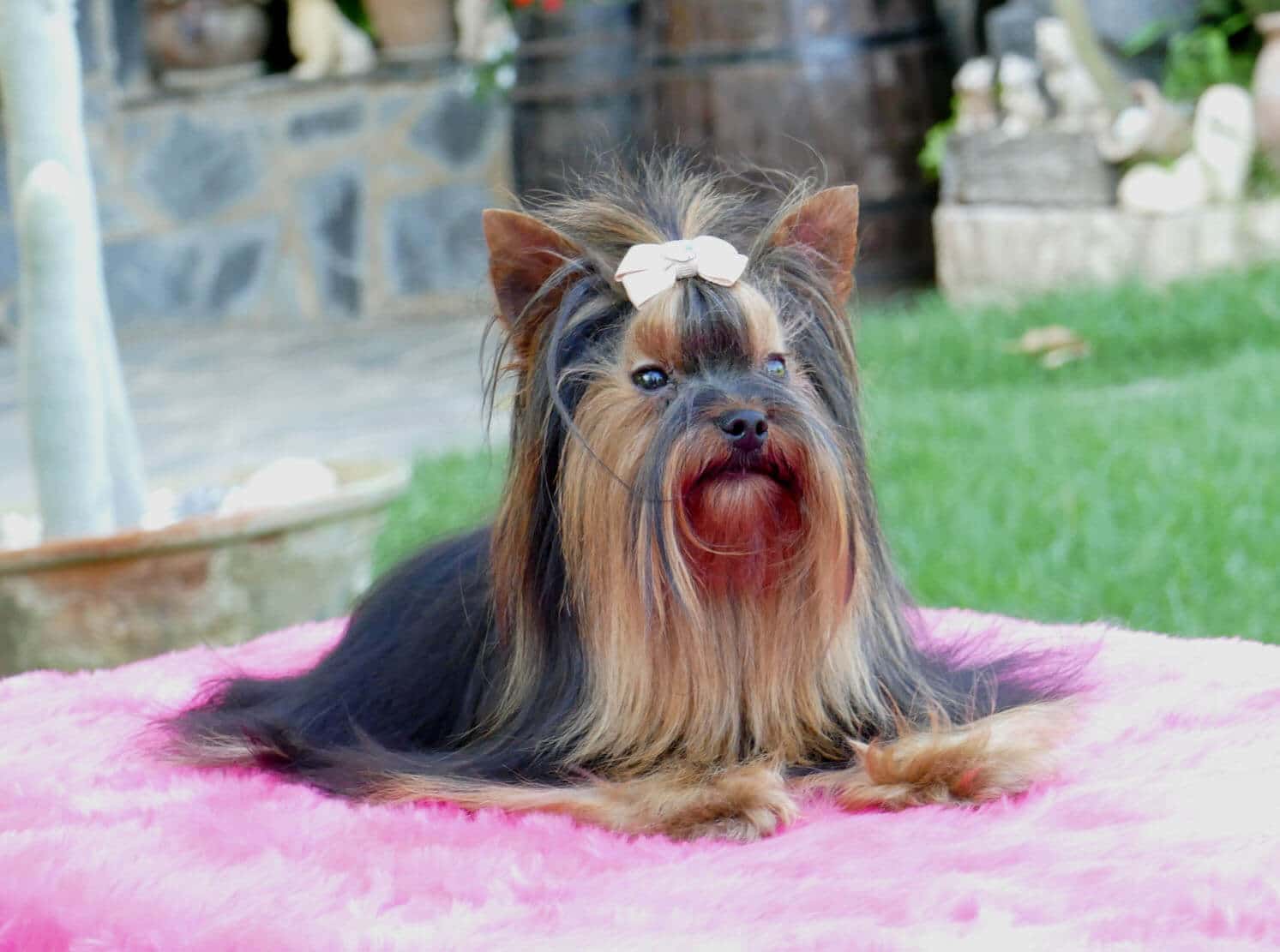 yorkshire terrier mini precio méxico